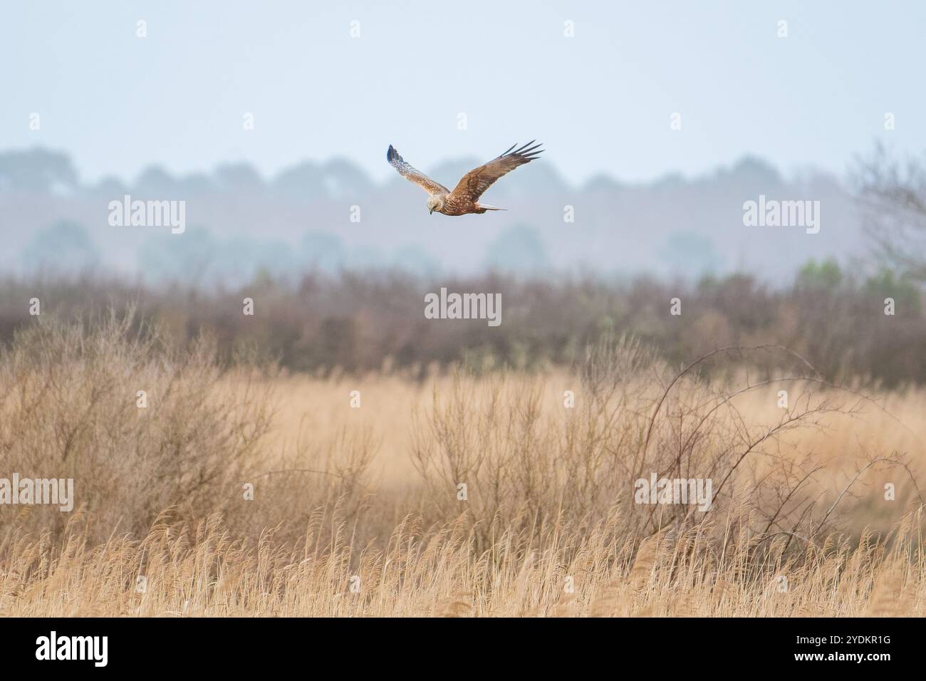Una palude del Western Marsh Harrier si innalza su paludi aperte in cerca di una preda Foto Stock