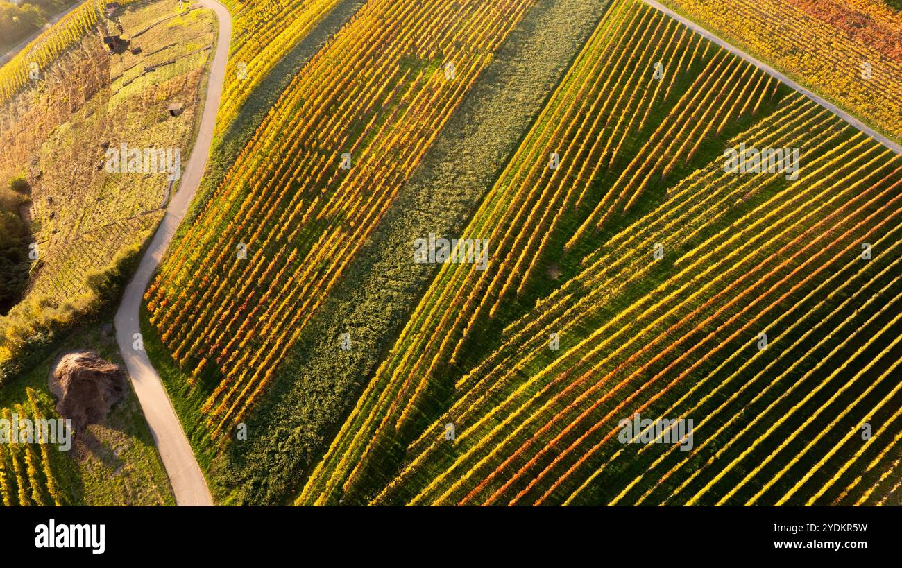 Dettaglio geometrico del paesaggio dei vigneti nella valle del Neckar con foglie autunnali, Baden Wuerttemberg, Germania Foto Stock