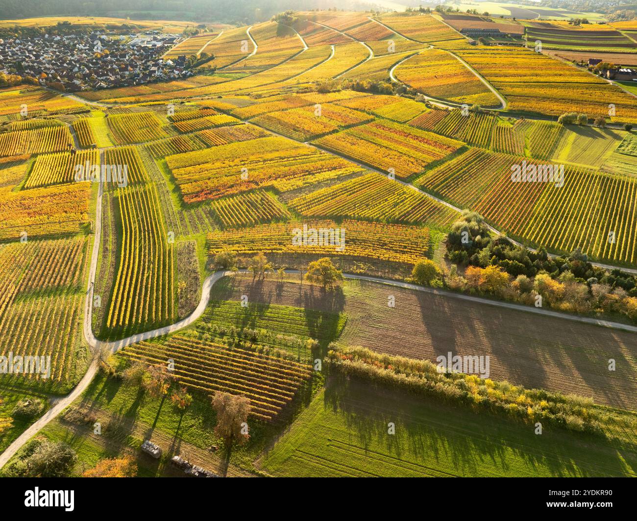 Dettaglio geometrico del paesaggio dei vigneti nella valle del Neckar con foglie autunnali, Baden Wuerttemberg, Germania Foto Stock