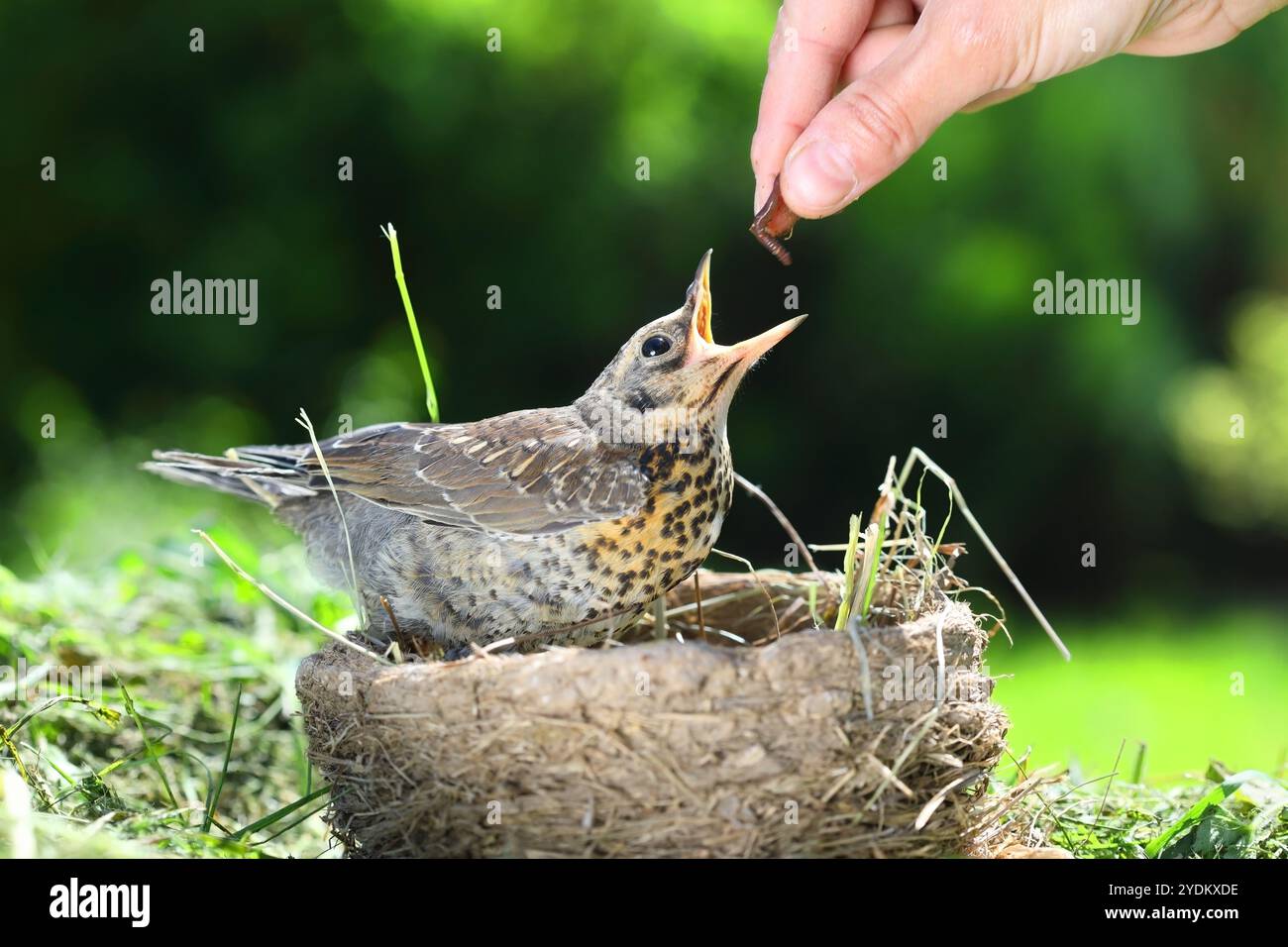 La mano di qualcuno dà da mangiare al pollastrello del verme (fieldfare) seduto in un nido sullo sfondo della natura circostante Foto Stock