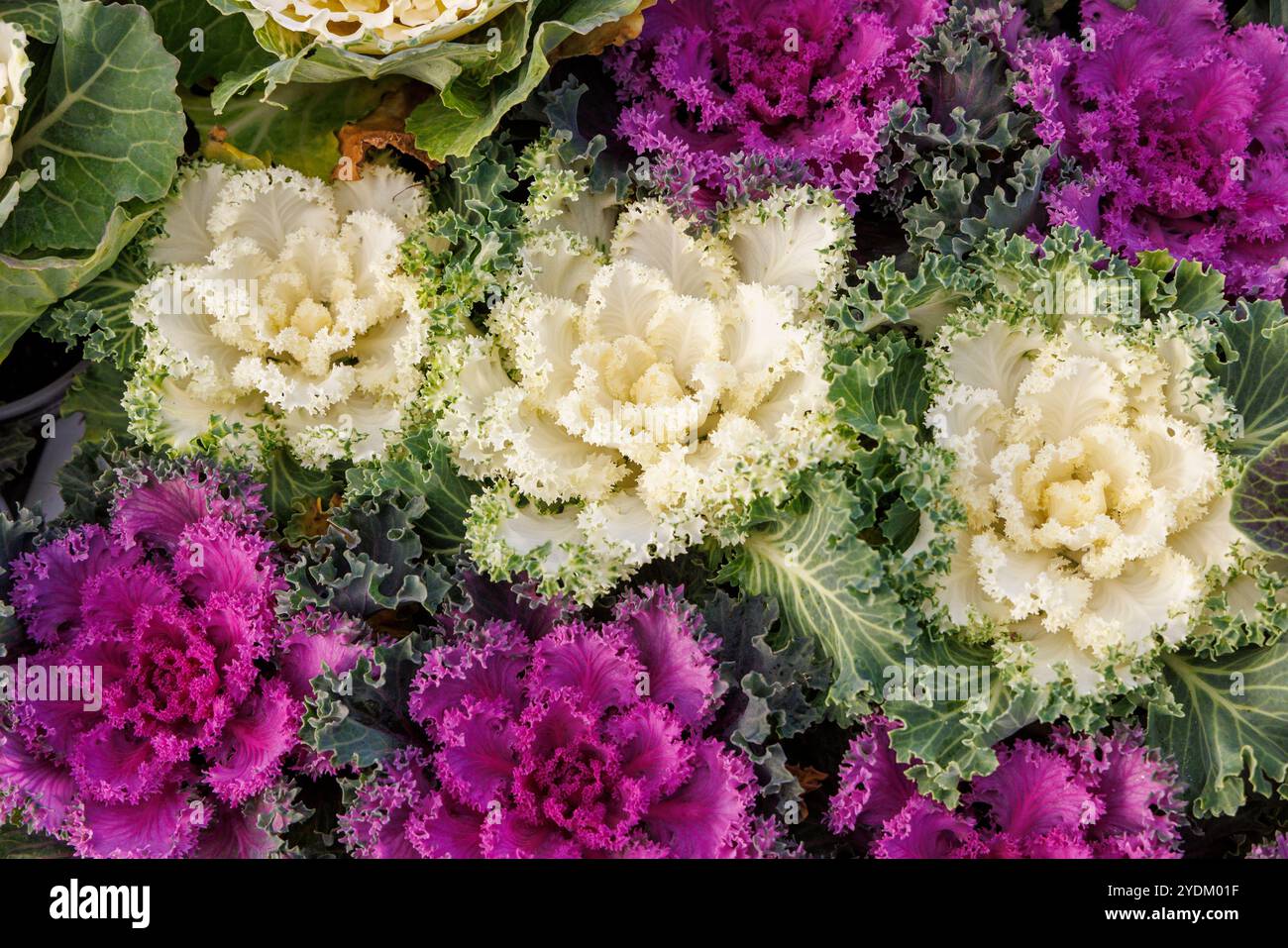 Brassica pianta bianca riccia, foglie decorative, Galles, Regno Unito Foto Stock