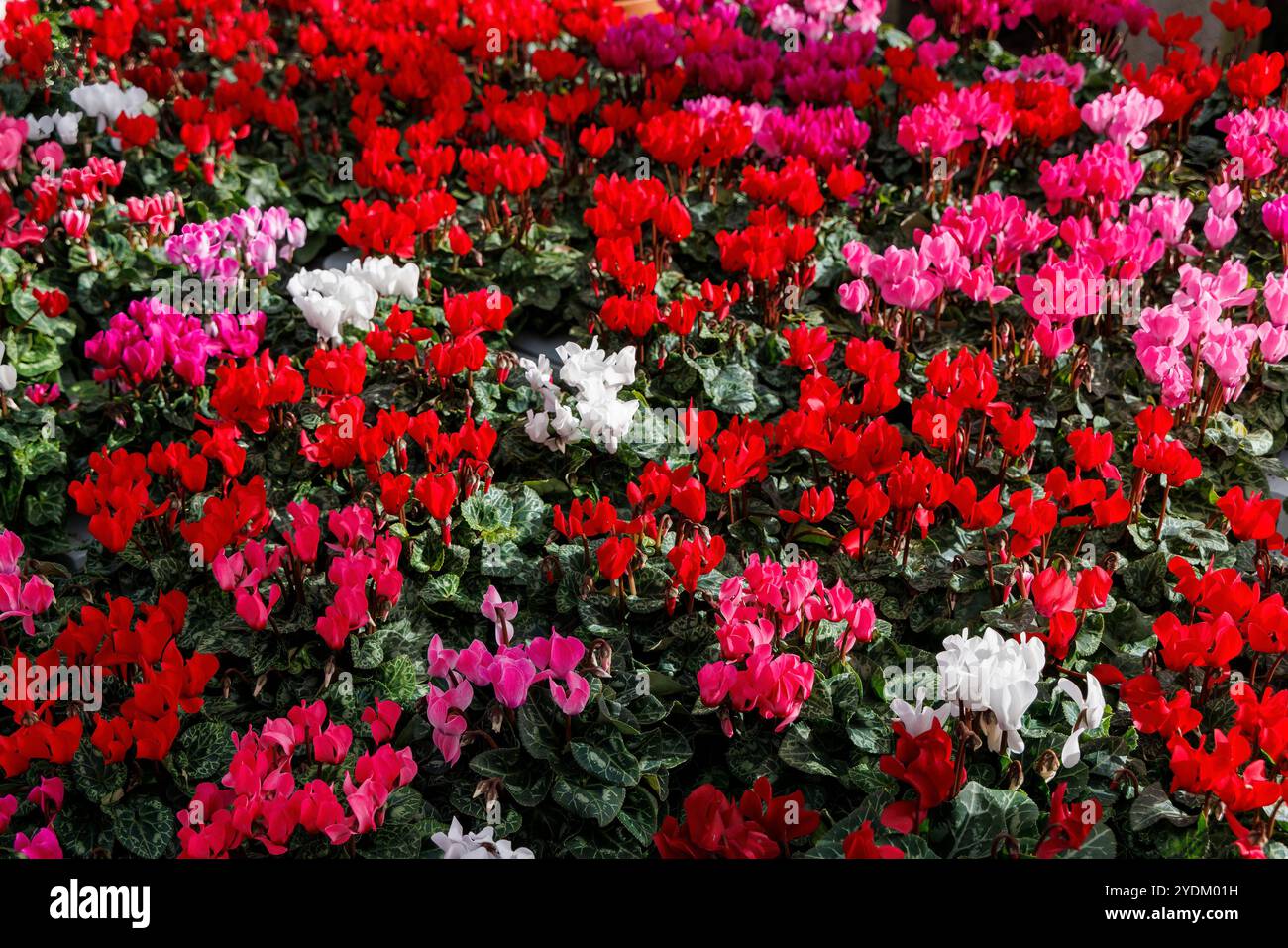 Fiori di ciclamino, Galles, Regno Unito Foto Stock