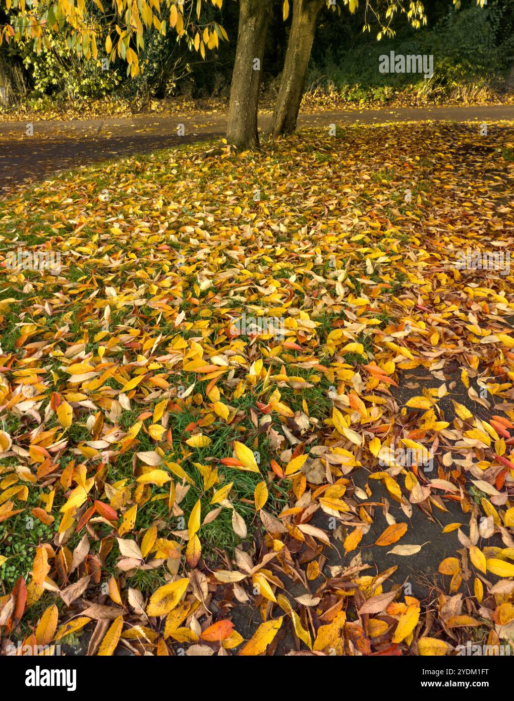 Foglie autunnali di Prunus sargentii, Regno Unito - Immagine stock catturata con smartphone