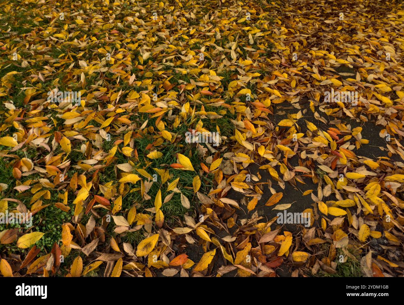 Foglie autunnali di Prunus sargentii, Regno Unito - Immagine stock catturata con smartphone