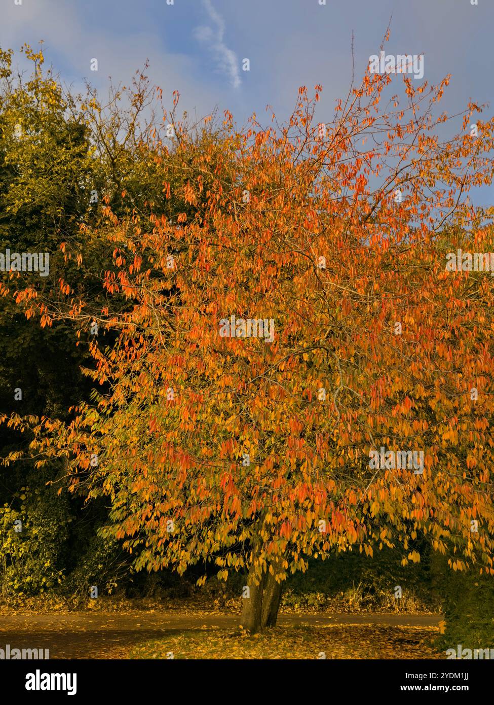 Foglie autunnali di Prunus sargentii, Regno Unito - Immagine stock catturata con smartphone