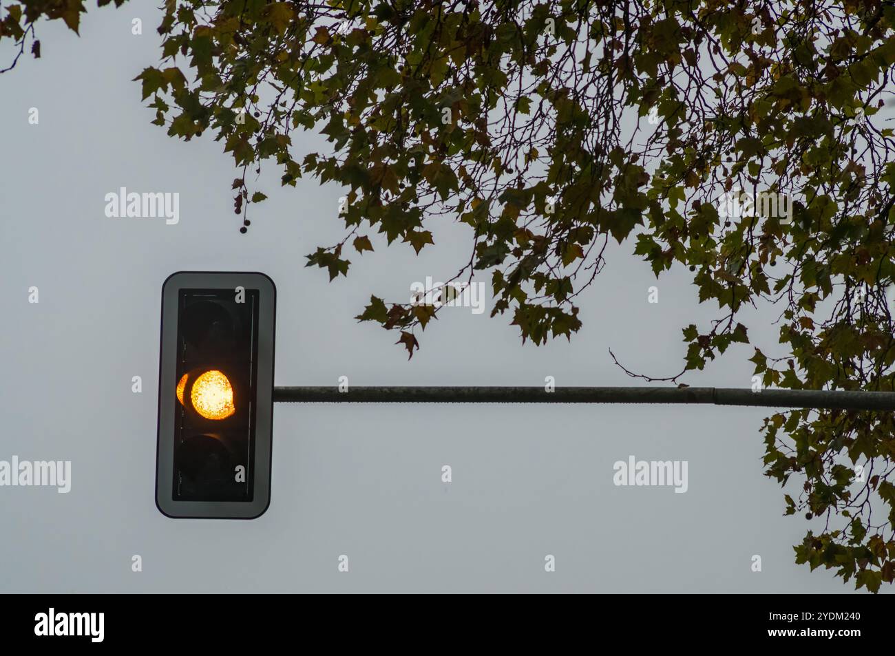 Semaforo giallo che si illumina sotto il cielo coperto, con foglie autunnali appese a un ramo d'albero Foto Stock