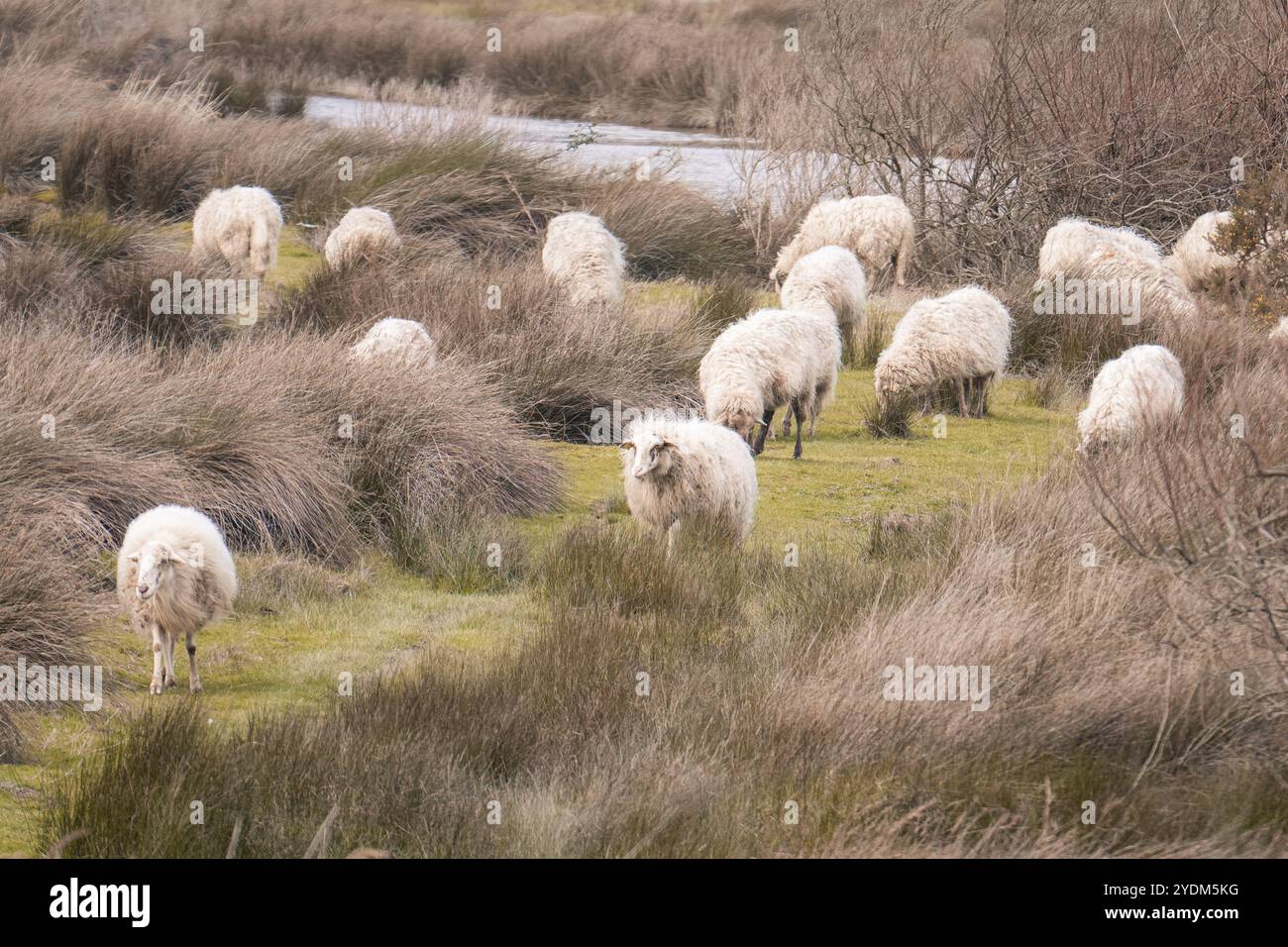 Gregge di pecore Landais che pascolano nelle paludi Foto Stock