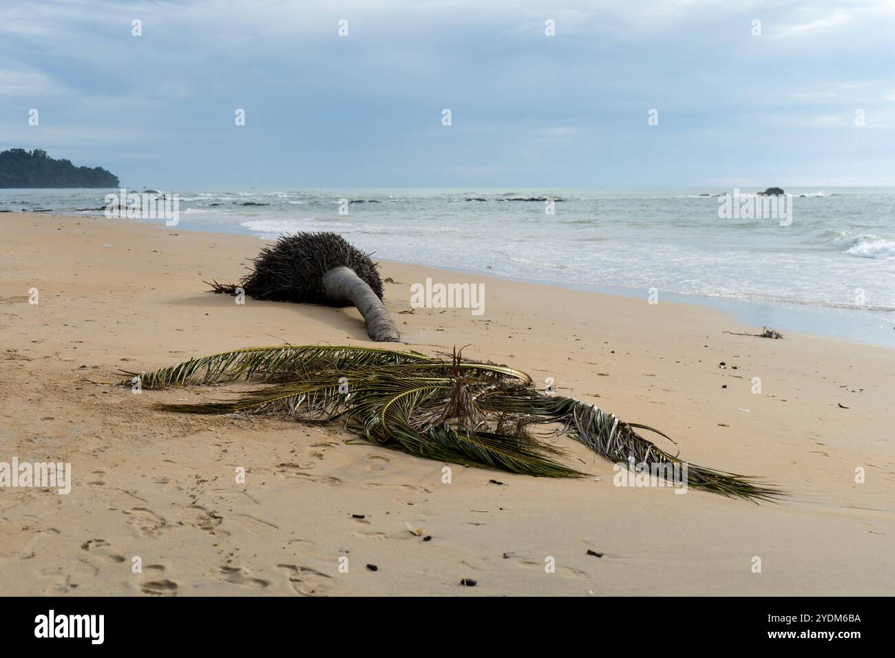 Palma sradicata si trova sulla spiaggia sabbiosa in riva al mare Foto Stock