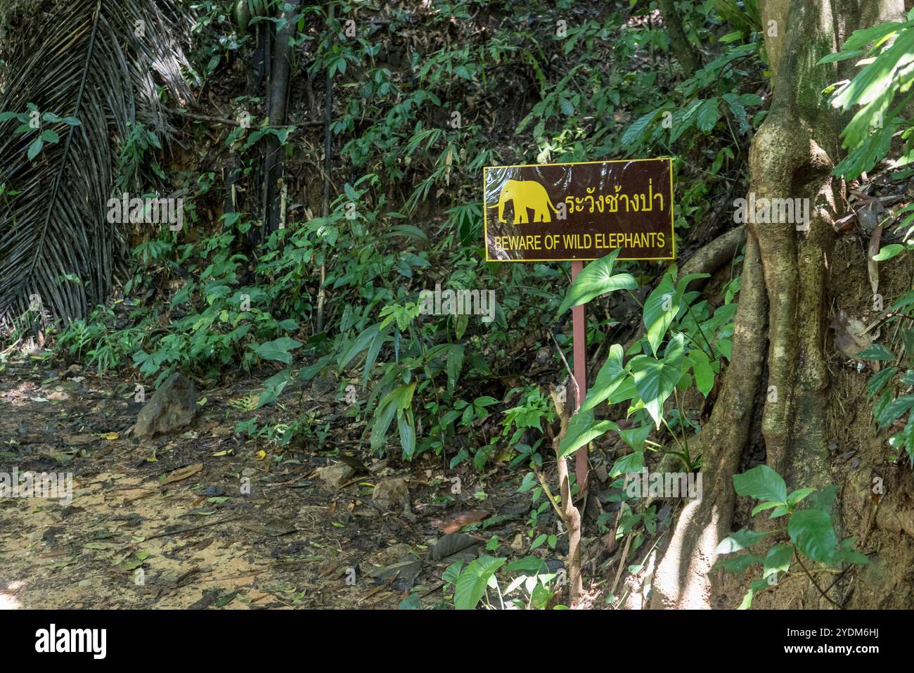 Giungla in Thailandia con cartello di avvertimento e testo inglese e tailandese: Attenzione elefanti liberi di muoversi Foto Stock