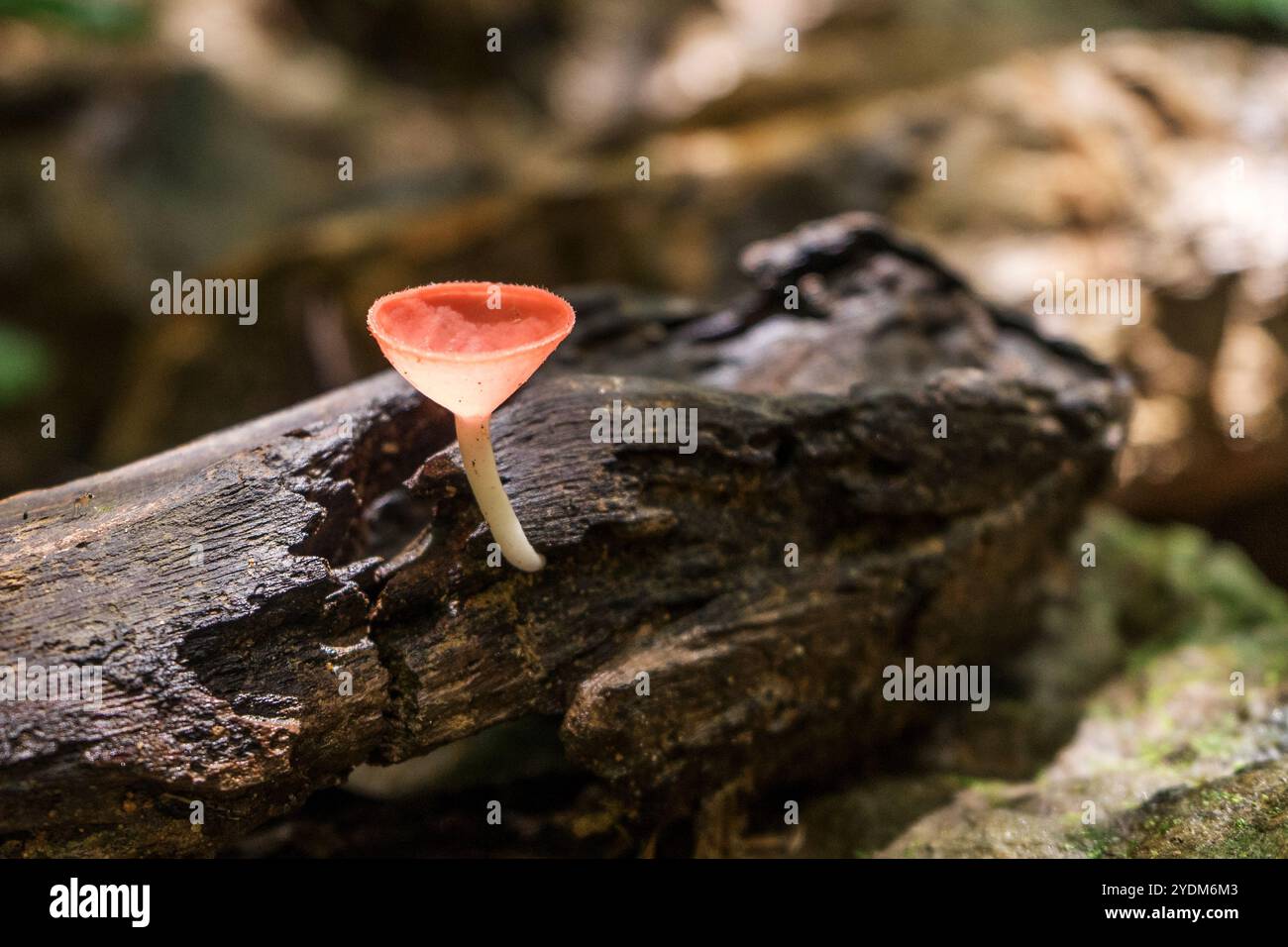 Tazza di fungo rosso su un legno marcio Foto Stock