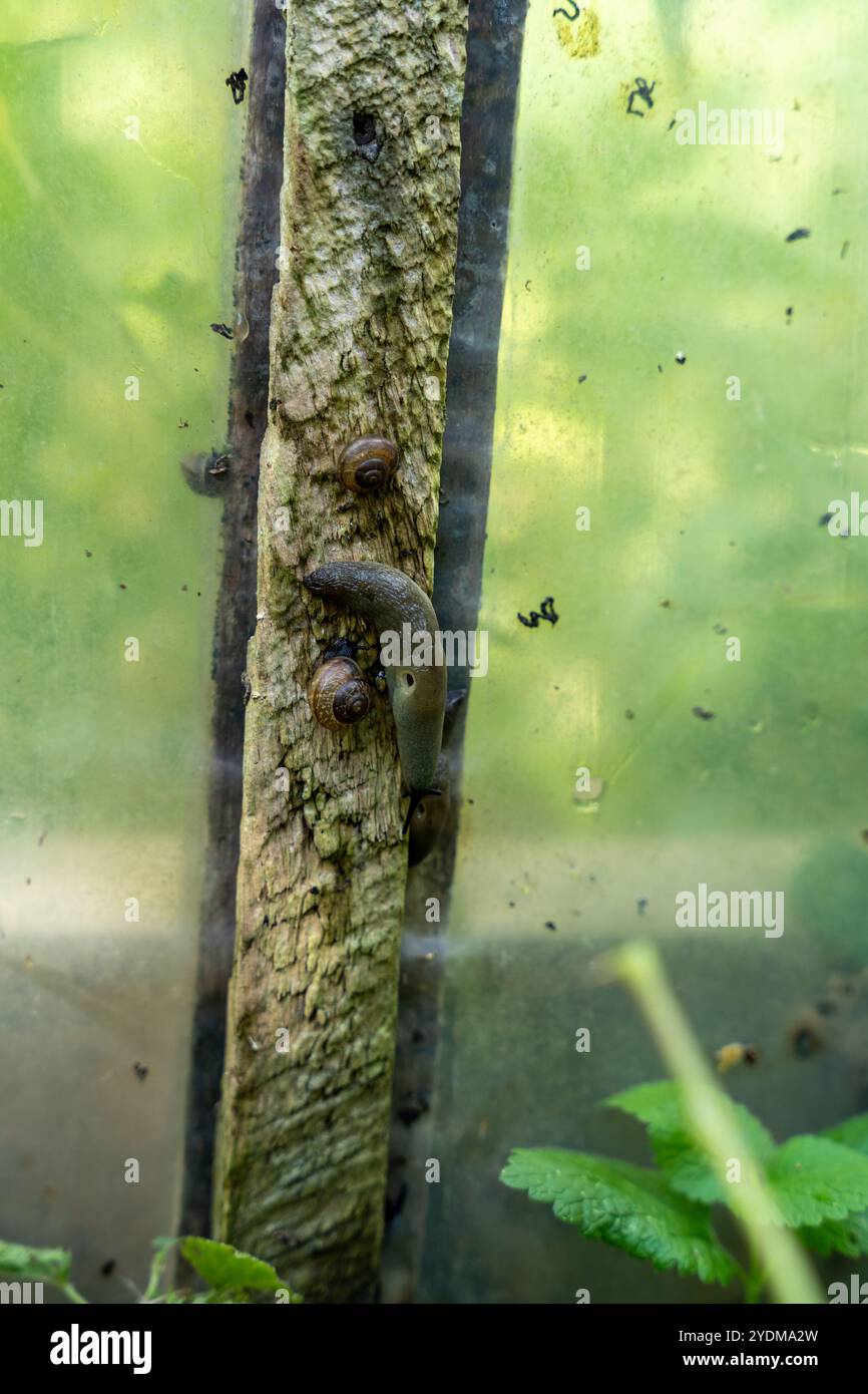 Slug (Arion vulgaris) su una tavola di legno Foto Stock