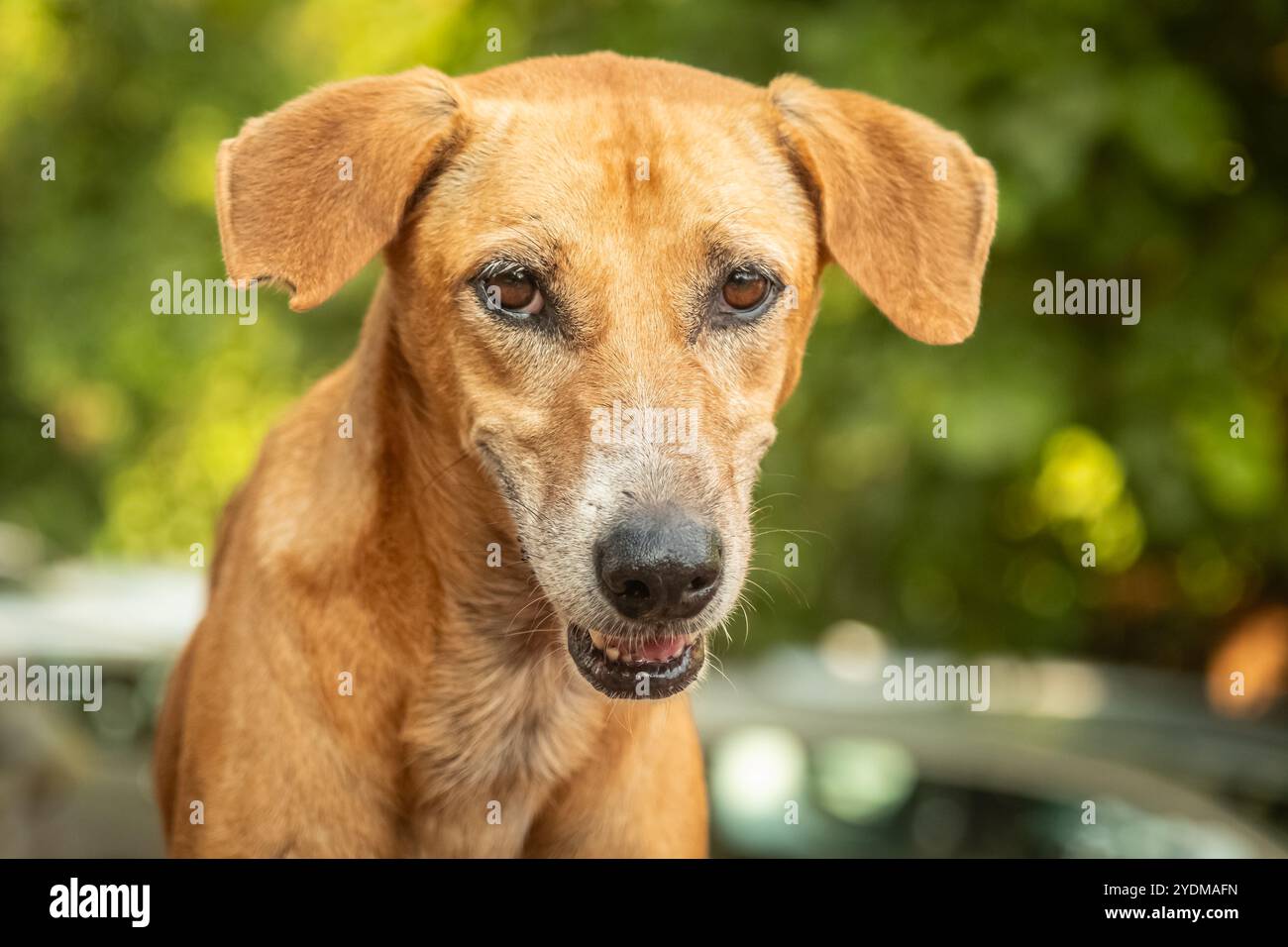 Cane randagio da vicino per la strada dell'India. Cane da strada senzatetto di colore giallo che guarda la macchina fotografica, molto triste. I senzatetto hanno abbandonato il cane randagio con molto sa Foto Stock