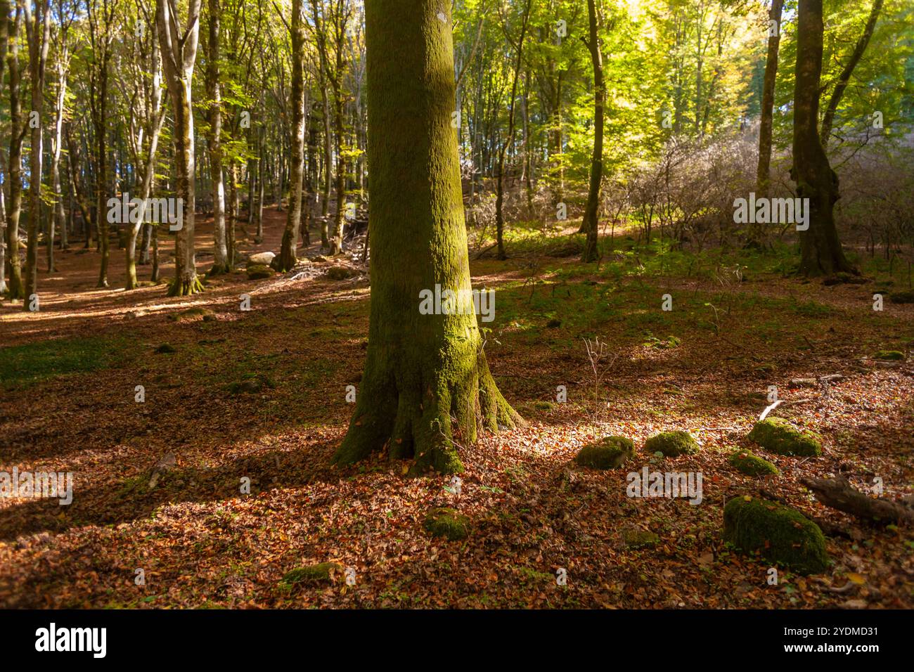 Bosco rustico che offre un'esperienza tranquilla e coinvolgente. Foto Stock