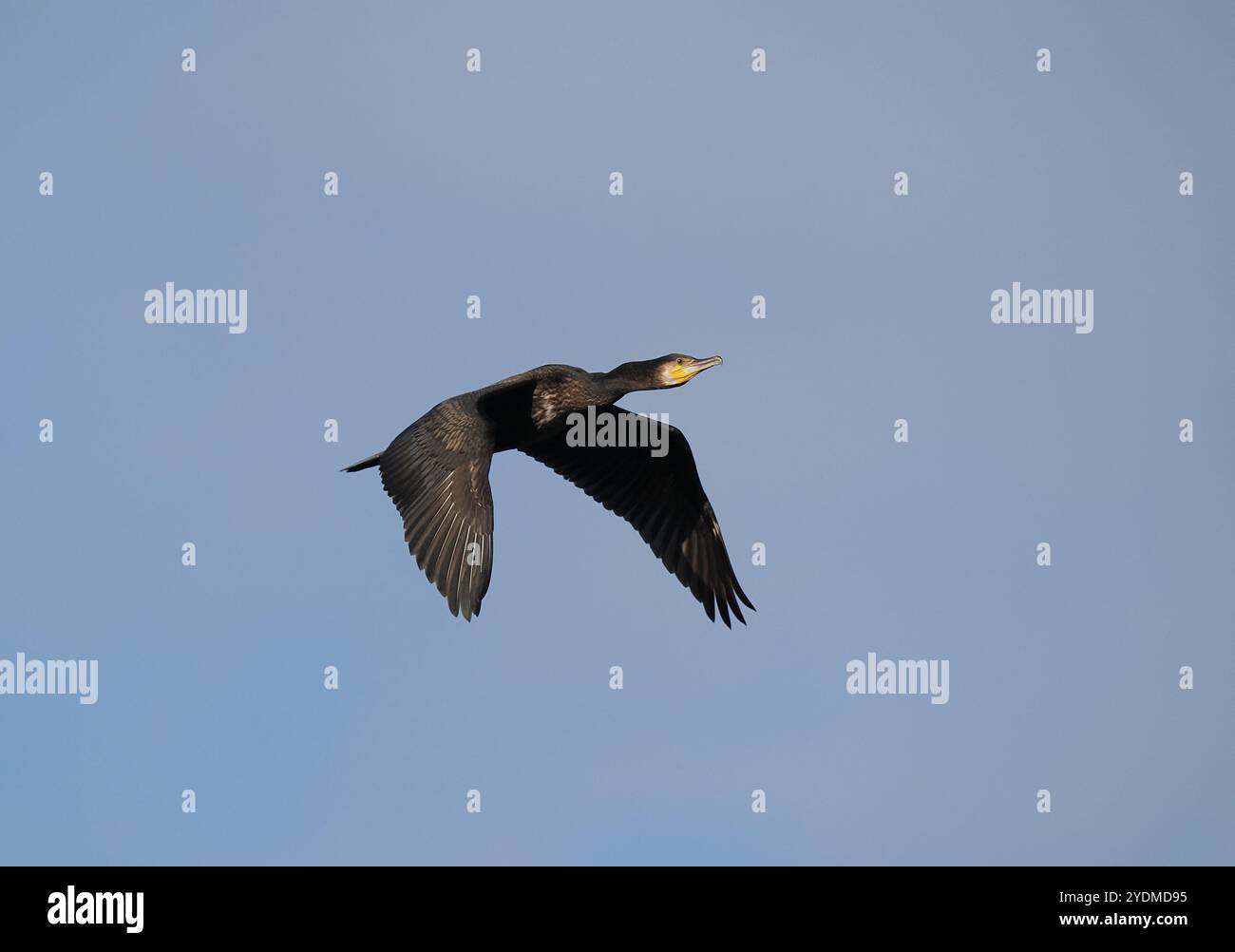 Cormorani che lasciano un luogo comune vicino al canale delle navi di Manchester. Foto Stock