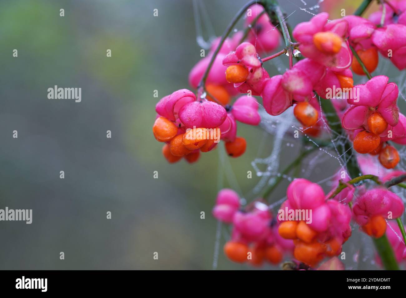 Frutti rosa e arancia con semi dell'arbusto a mandrino comune (Euonymus europaeus) su sfondo sfocato, spazio di copia, messa a fuoco selezionata, dep stretto Foto Stock