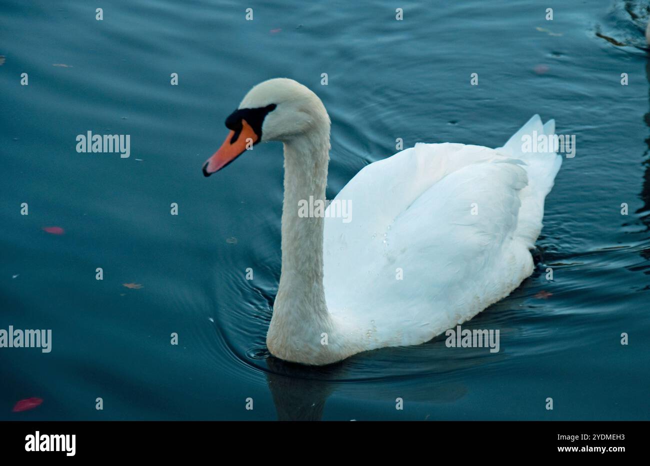 Swan, Broomfield Park, North London, England, Regno Unito - cigno che nuota su uno stagno - elegante uccello; Foto Stock