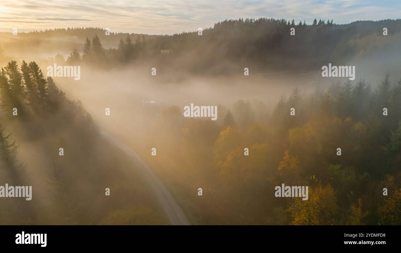 Una mattinata d'autunno dorata mentre la nebbia scorre attraverso la foresta. La luce del sole filtra delicatamente tra gli alberi, diffondendo un leggero bagliore etereo sul bosco. Foto Stock