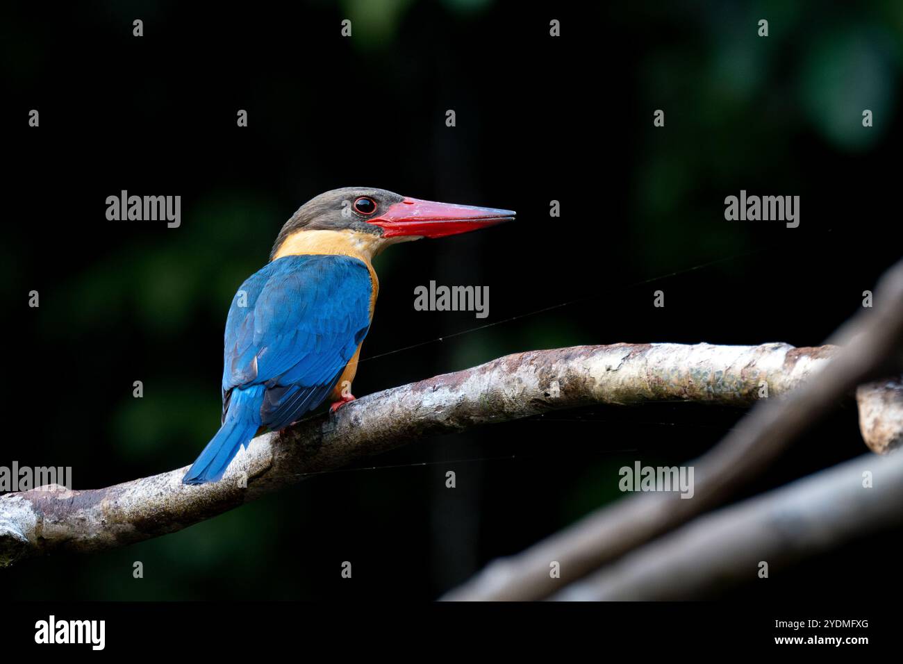 Un Kingfisher adulto a becco di cicogna (Pelargopsis capensis) arroccato su un ramo di un fiume nel Parco Nazionale Taman Negara, Malesia, con sfondo scuro Foto Stock