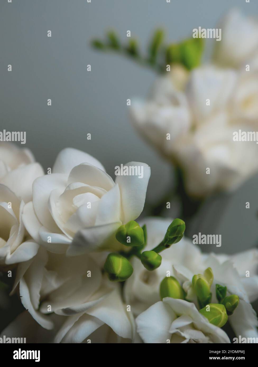 Fiori freesia bianchi su sfondo scuro Foto Stock