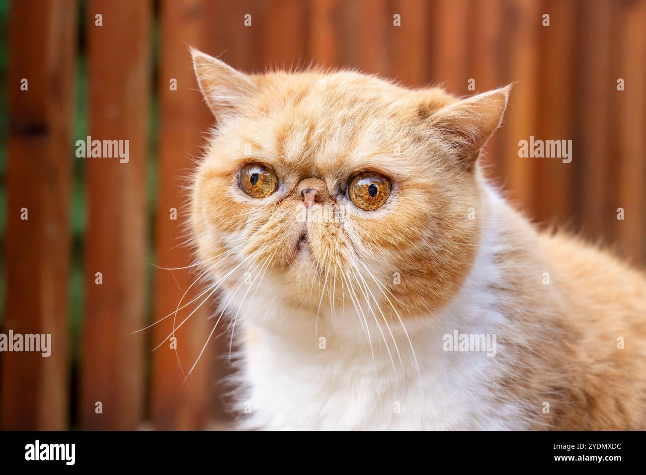 Lynwood, Washington, Stati Uniti. Smush, un esotico ritratto di gatto dai capelli corti all'esterno su un ponte di legno Foto Stock