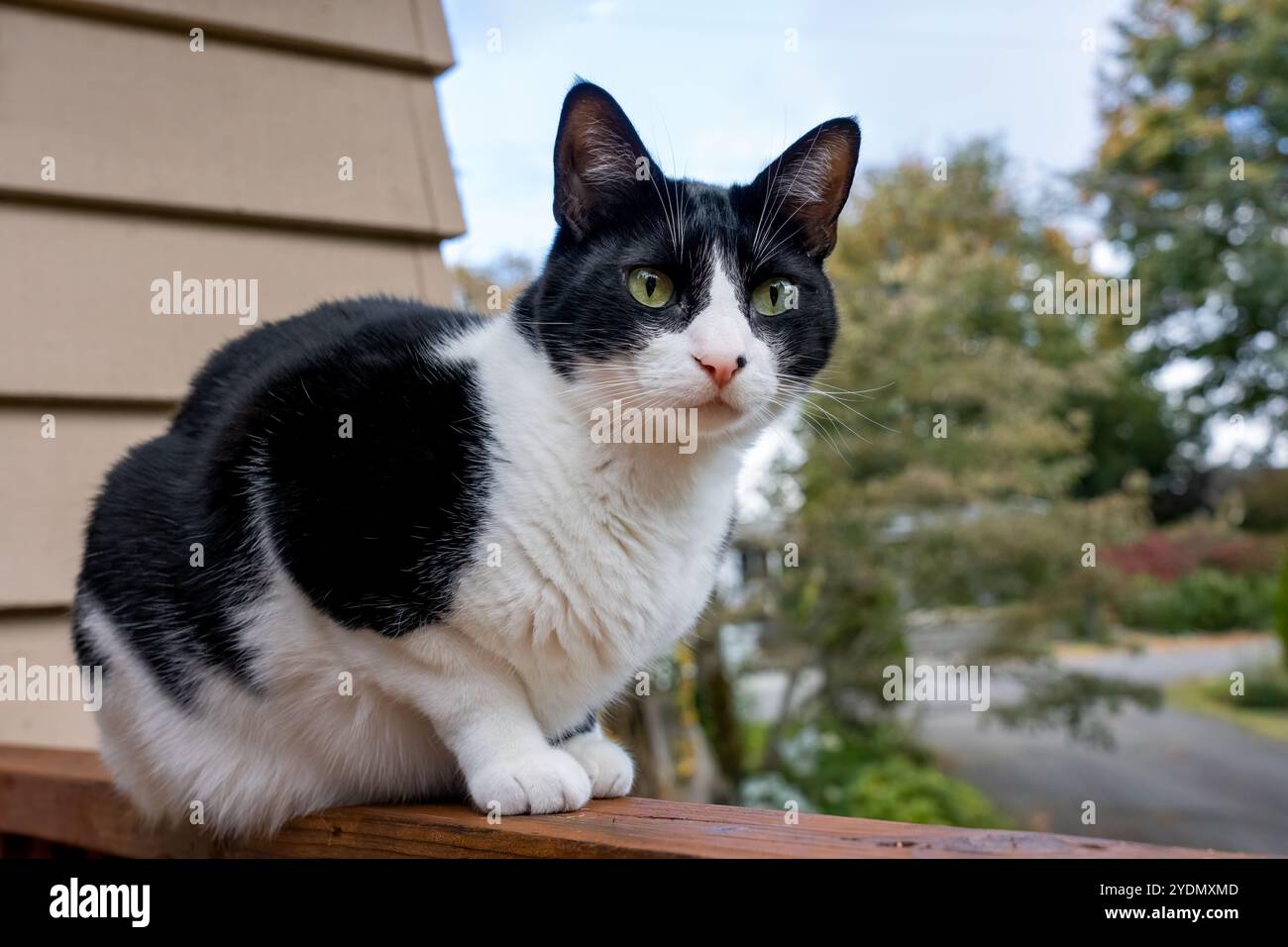 Lynwood, Washington, Stati Uniti. Momo, un gatto domestico di capelli corti seduto su una ringhiera di legno di un ponte Foto Stock