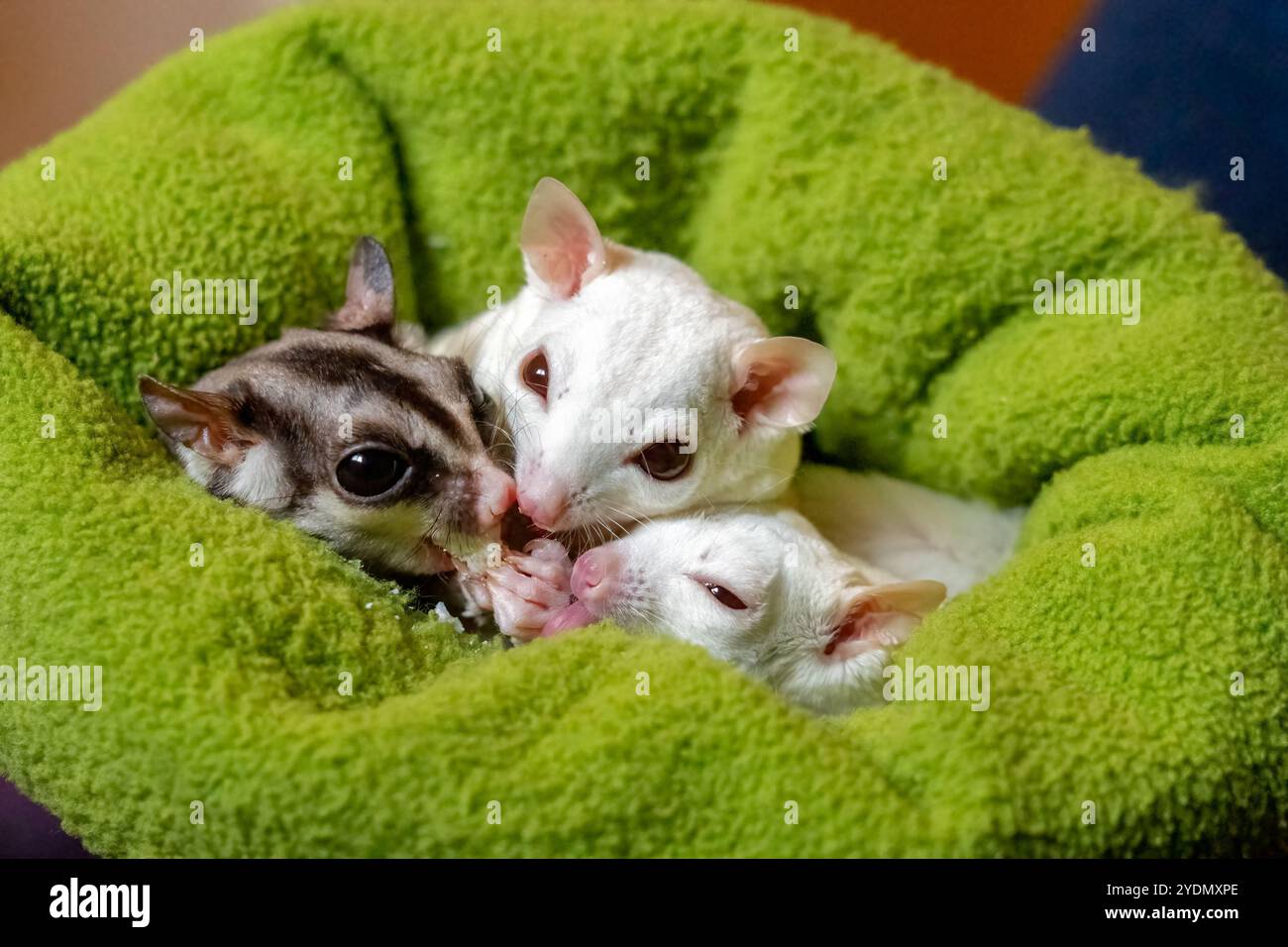 Lynwood, Washington, Stati Uniti. I Glider di zucchero sono animali altamente sociali e condivideranno un trattamento dato loro con gli altri Foto Stock