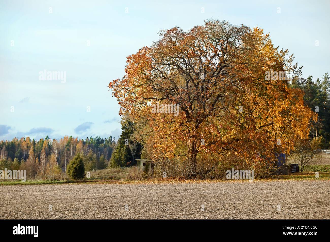 Alto albero d'acero nel paesaggio autunnale Foto Stock