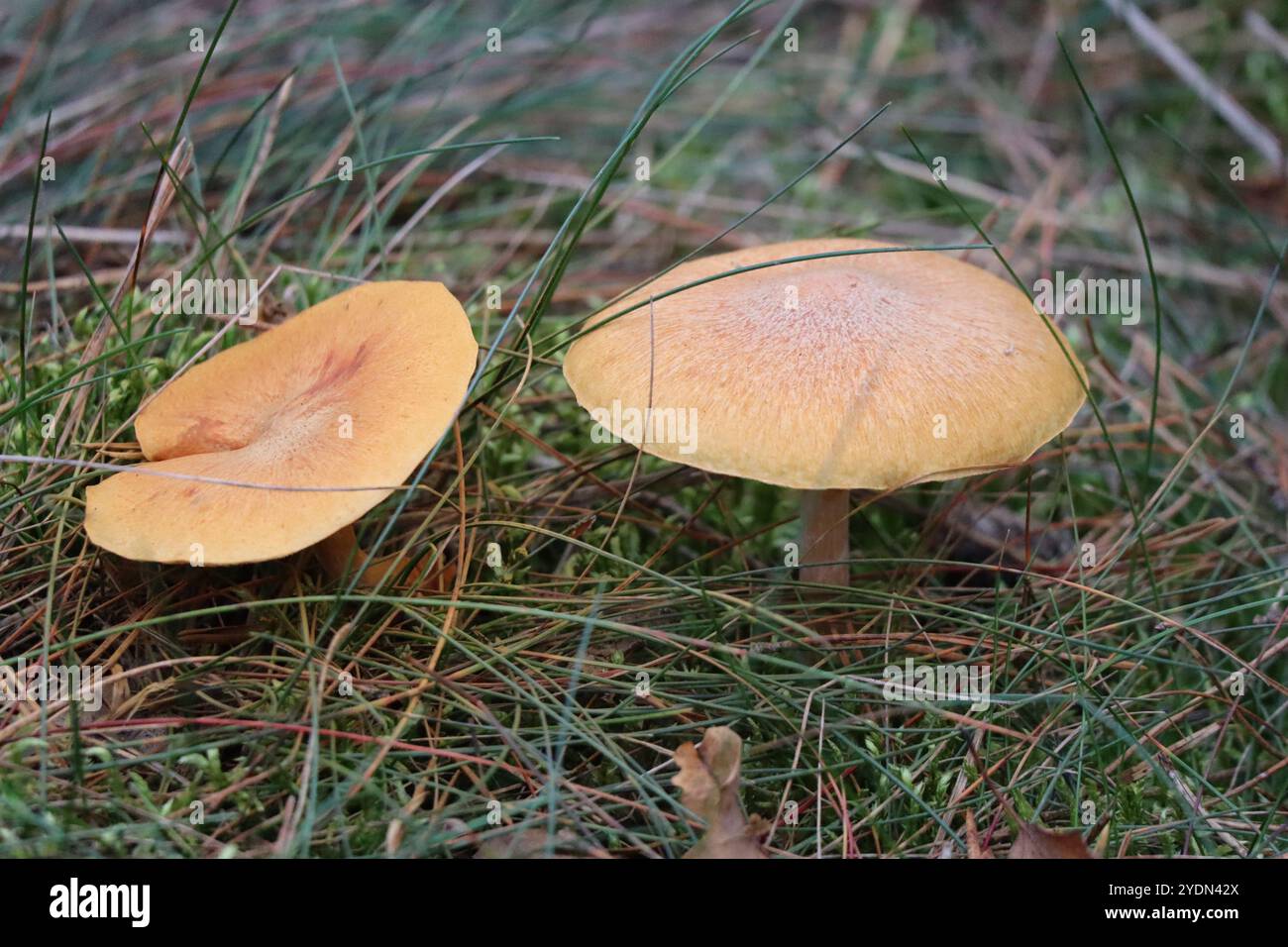 Due argille di Scaly nella foresta Foto Stock