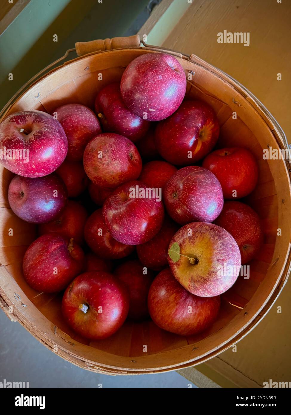 Cestino di mele rosse appena raccolte in un mercato agricolo, ideale per esposizioni autunnali, ricette stagionali e tradizionali celebrazioni autunnali. Foto Stock