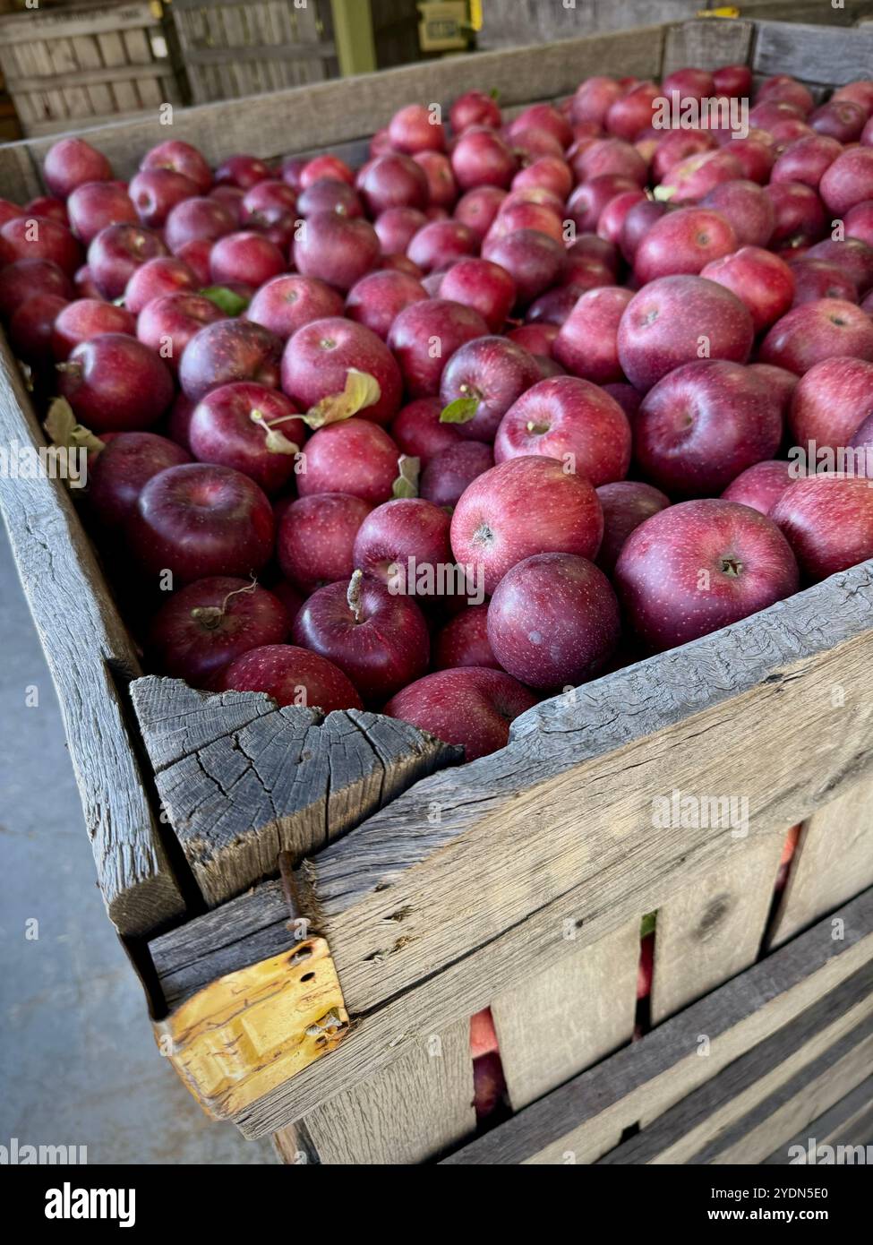 Cassa di mele rosse appena raccolte (Malus domestica) esposta in una scatola rustica di legno in un'azienda agricola o in un frutteto, che mette in risalto la taglia naturale e stagionale - Immagine stock catturata con smartphone