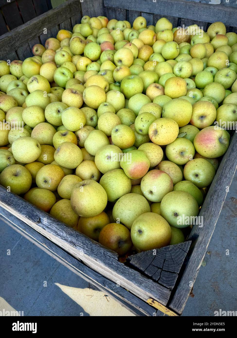 Cassa ripiena di mele verdi appena raccolte (Malus domestica) in una scatola rustica di legno presso l'azienda agricola o il frutteto, sottolineando il raccolto fresco e biologico autunnale - Immagine stock catturata con smartphone
