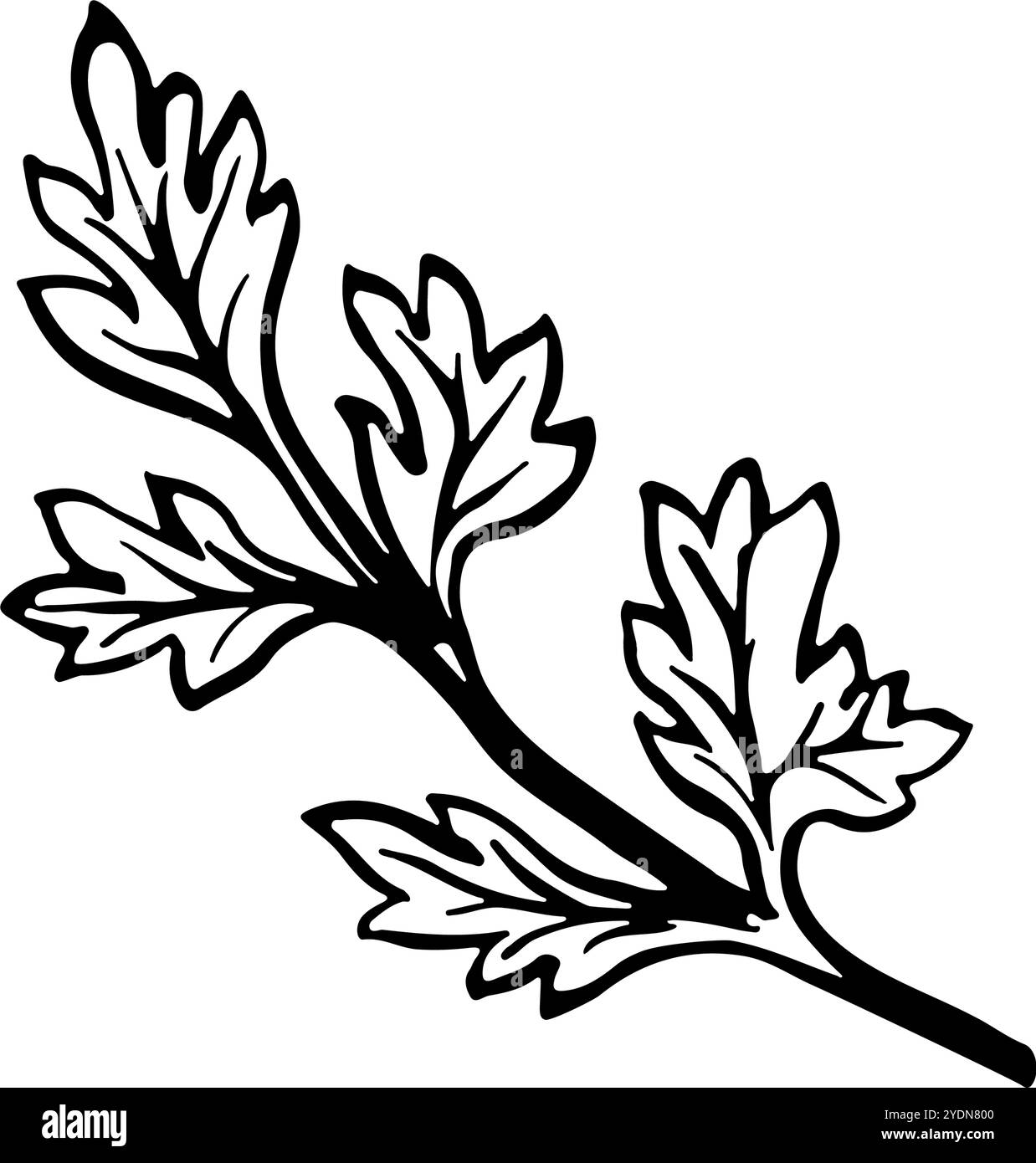 Sedano. Grafica vettoriale con l'immagine dei verdi di prezzemolo. Un'illustrazione culinaria in bianco e nero disegnata a mano. Su sfondo bianco. Per i menu, poster Illustrazione Vettoriale