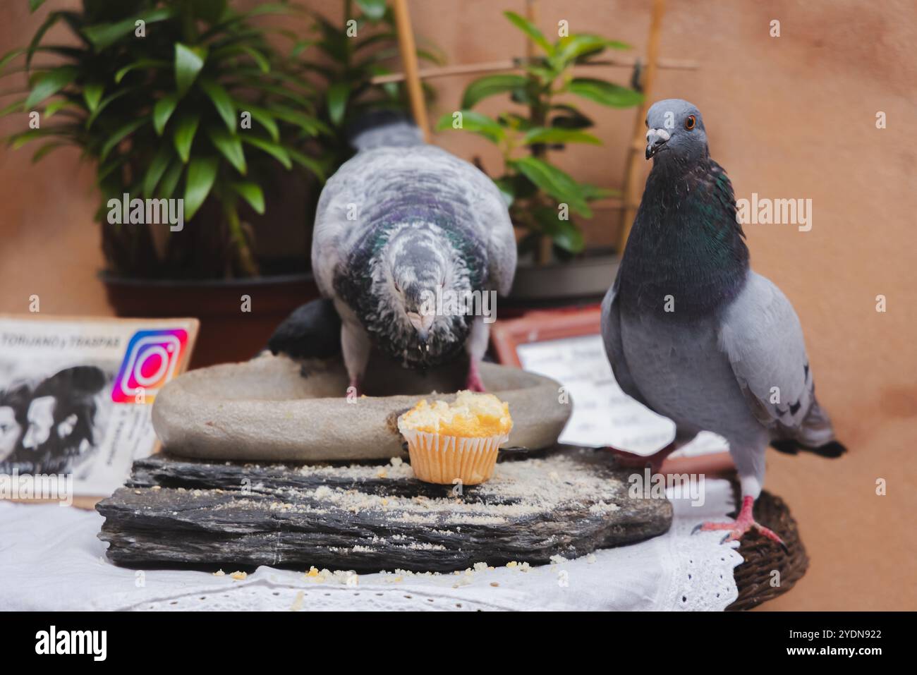 Due piccioni di roccia (Columba livia) che picchiano un muffin a Ibiza, catturando un momento sincero di fauna urbana nell'ambiente mediterraneo Foto Stock