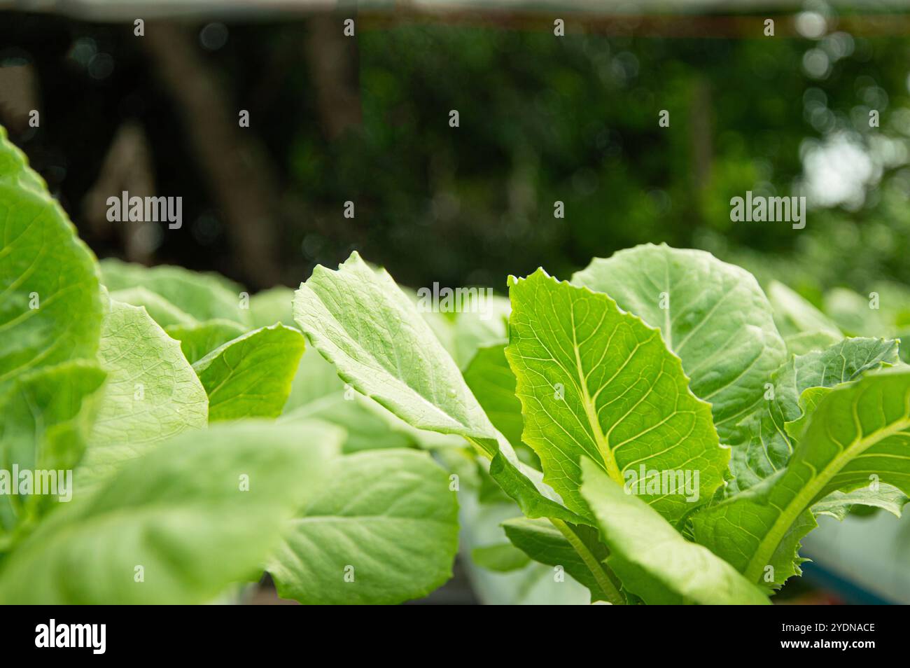 Concetto di coltivazione vegetale biologica, coltivazione di verdure a foglia verde Foto Stock