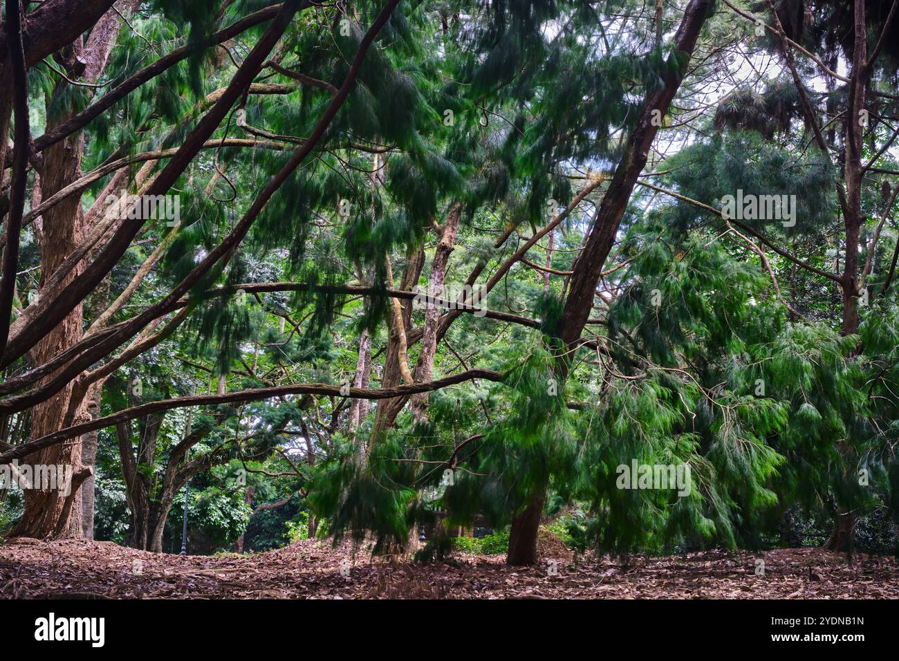 Singapore - 13 agosto 2024: Vegetazione e alberi nel Giardino Botanico Nazionale di Singapore Foto Stock