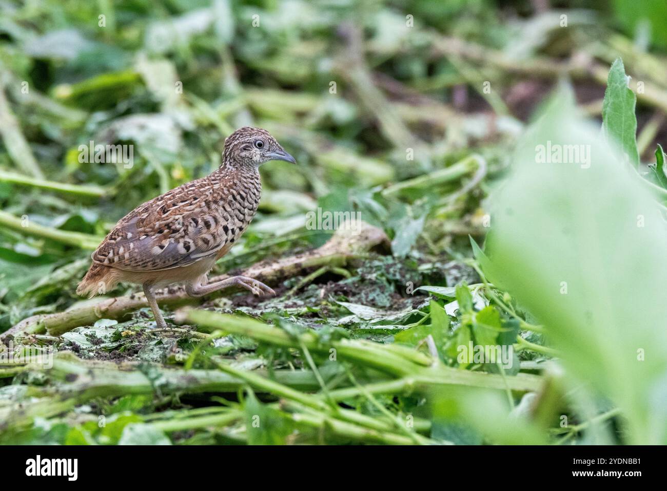 Una quaglia a bottone che si staglia attraverso le praterie alla periferia di Bhigwan, Maharastra Foto Stock