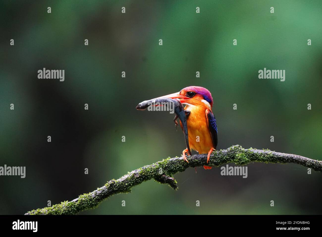 Un nano orientale kingfisher arroccato sulla cima di un ramo d'albero nelle giungle profonde alla periferia di Panvel, Maharastra, in un giorno di monsone piovoso Foto Stock