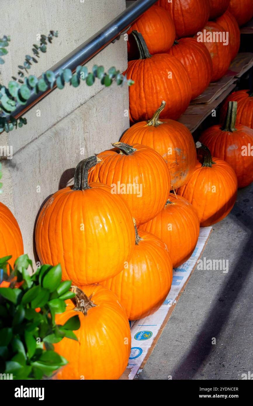 Una collezione di zucche arancioni disposte su una superficie in legno su uno sfondo rustico, perfette per i temi autunnali e di Halloween Foto Stock