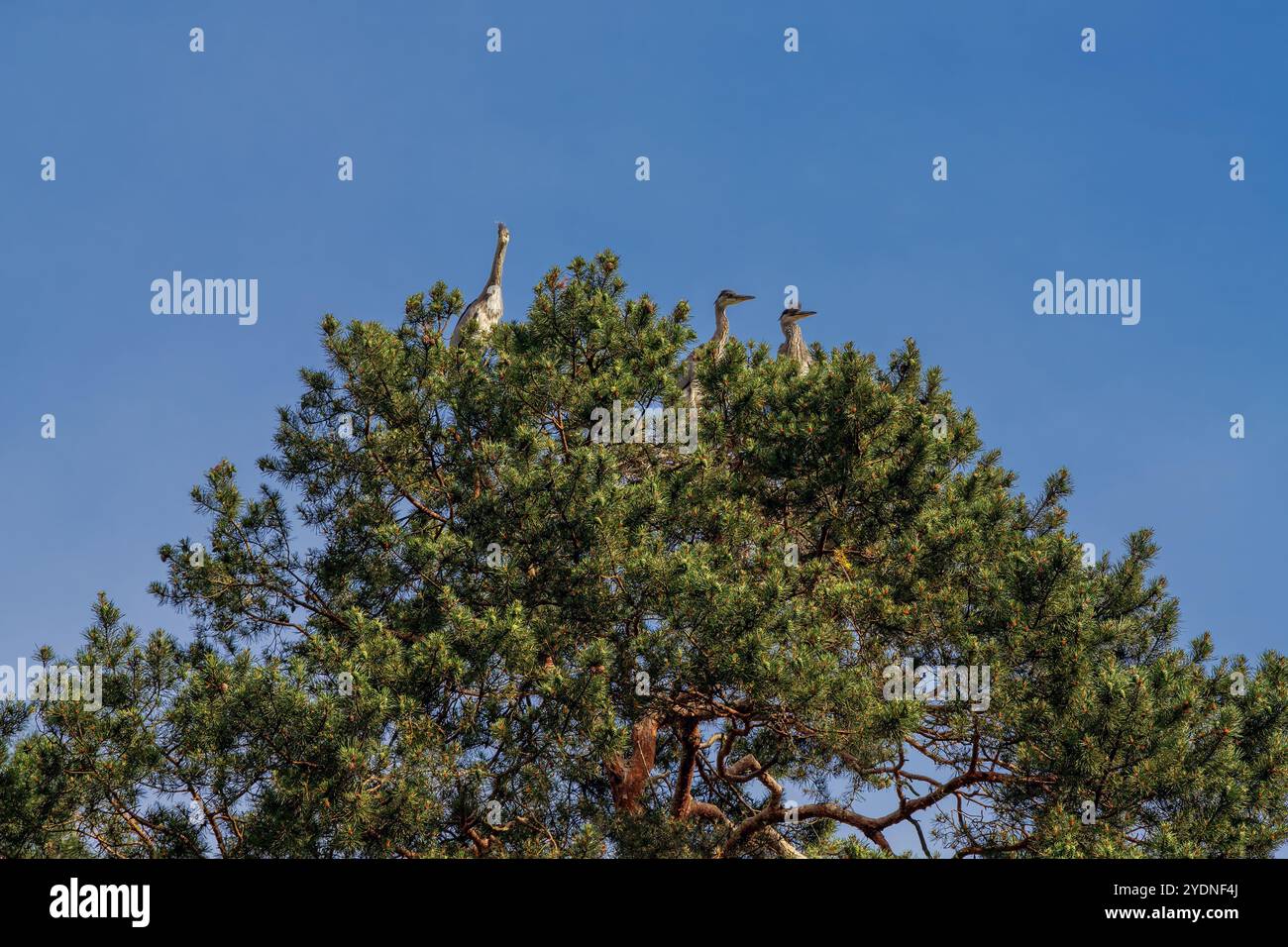 Aironi grigi seduti nell'habitat su un albero tra i rami durante la soleggiata giornata estiva a Breslavia in Polonia Foto Stock