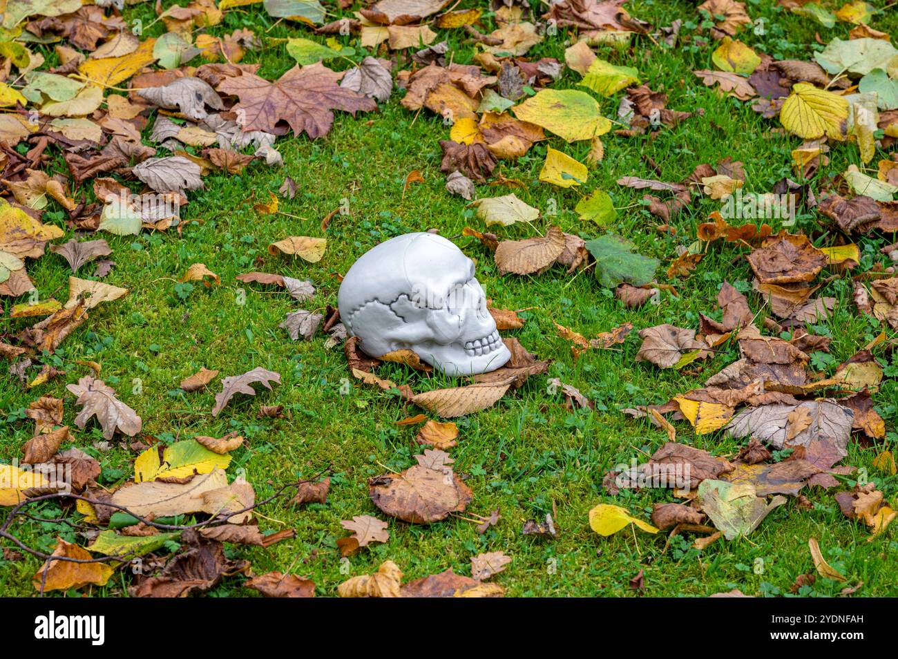 Modello di un cranio umano in un giardino usato come decorazioni di halloween, Regno Unito Foto Stock