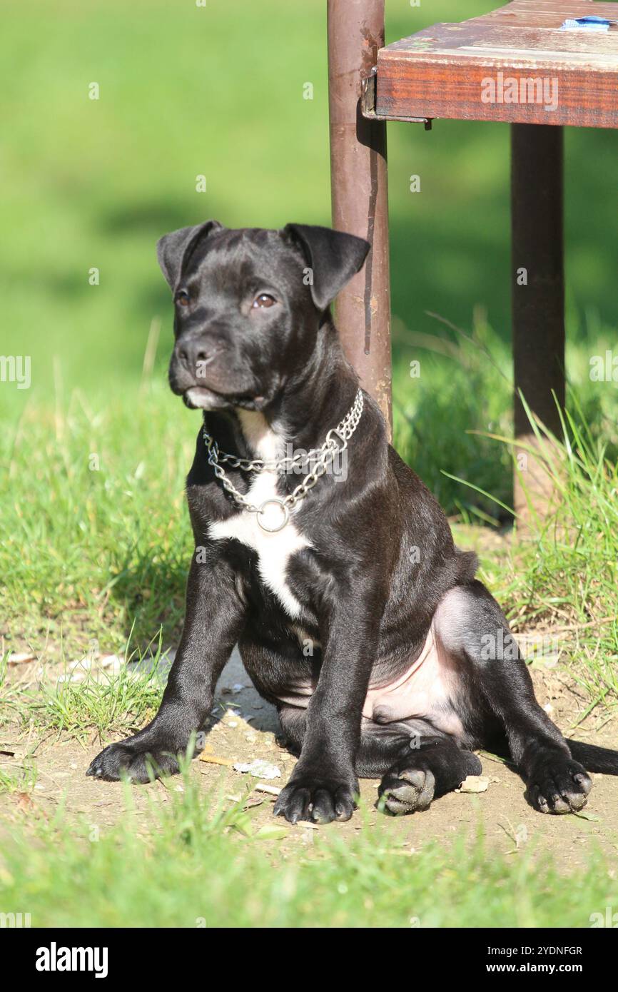 Carino bullo di tre mesi di età che riproduce il cucciolo mis Foto Stock