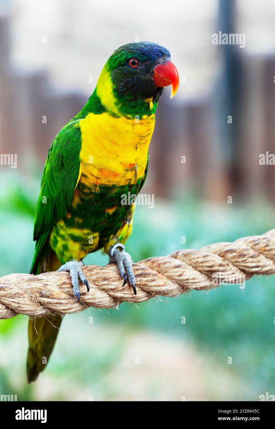 Bellissimo pappagallo colorato su sfondo tropicale Foto Stock