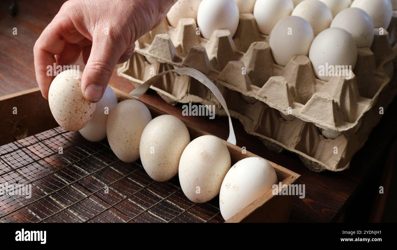 Tenere a mano beige macchiato e uova di tacchino o di pollo sullo sfondo di vassoi di cartone o pallet con uova Foto Stock
