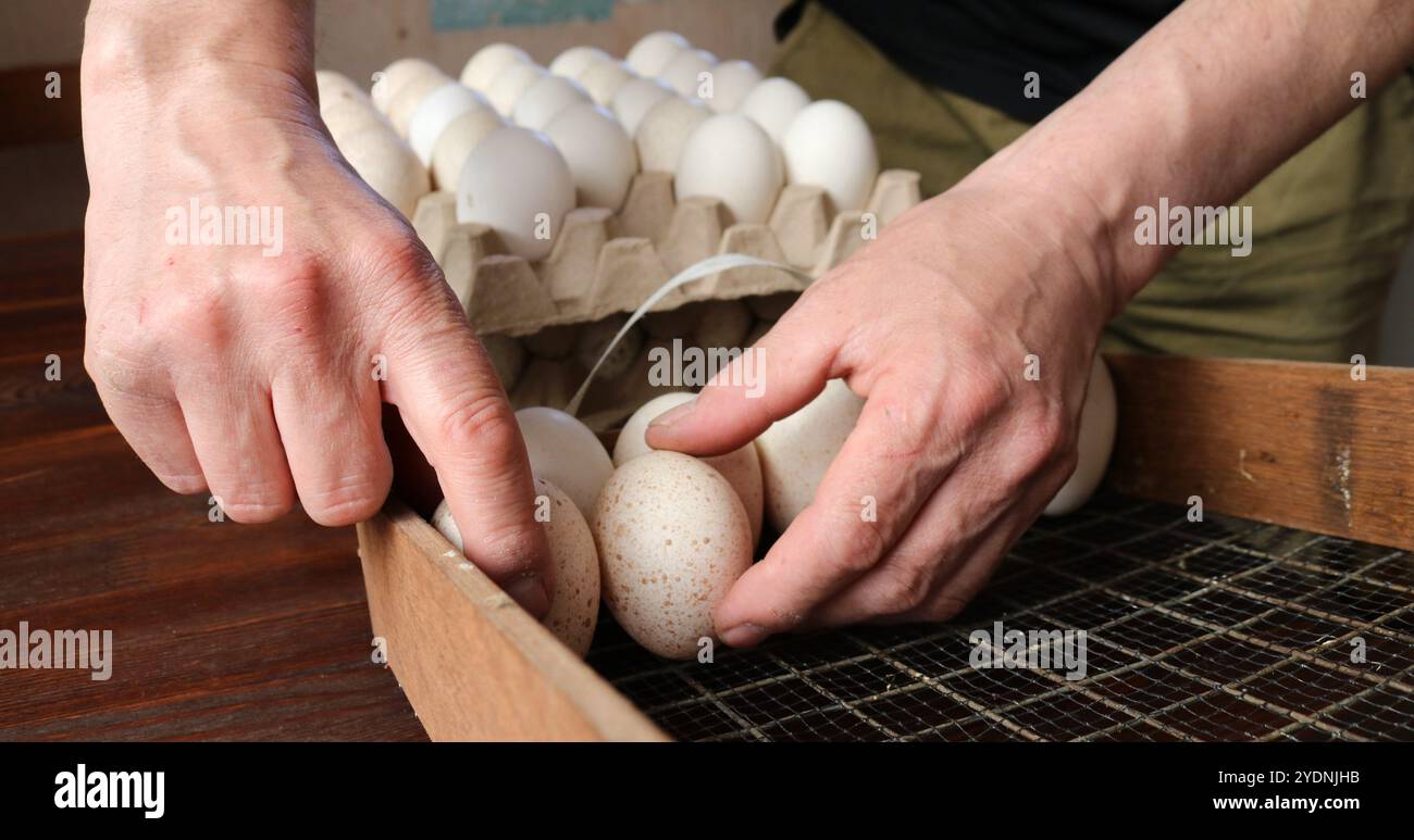 Mani che reggono uova di tacchino o di pollo bianche e di beige macchiate sullo sfondo di vassoi di cartone o pallet Foto Stock