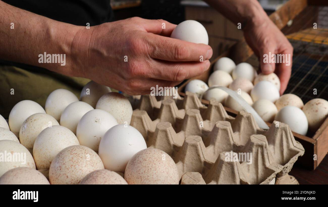 Mani che mettono o smistano le uova di tacchino o di pollo macchiate di beige e bianco dai vassoi di cartone o dai pallet in una scatola di legno con rete metallica Foto Stock