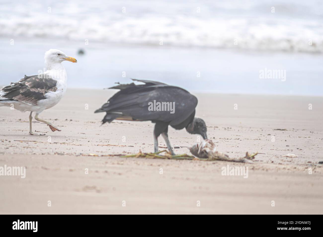 Questa immagine raffigura un gruppo di avvoltoi (Coragyps atratus), noti anche come avvoltoi neri, che scavano sulla carcassa di un pesce morto che riposa sulla sabbia Foto Stock