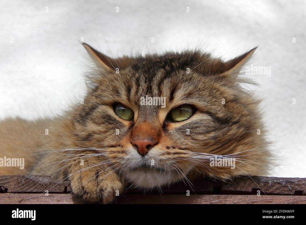 Primo piano di un gatto domestico grigio amichevole. Foto Stock