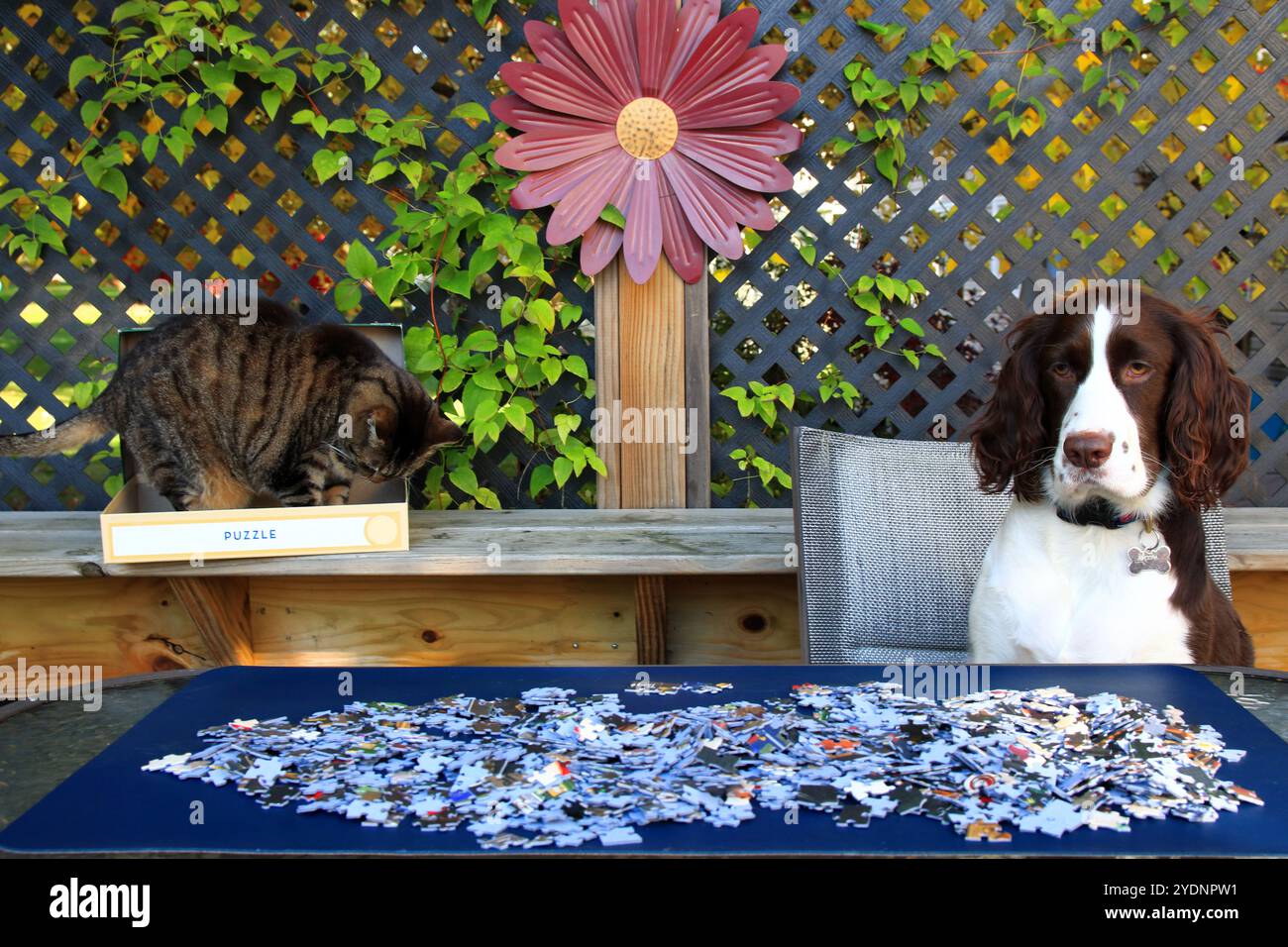 Dog e Cat collaborano per risolvere Jigsaw Puzzle Foto Stock