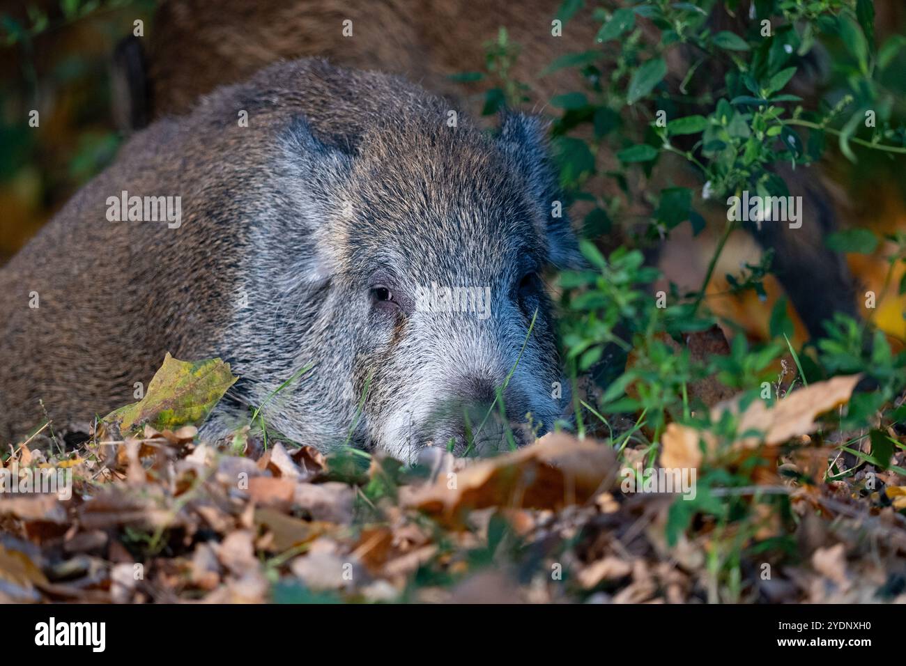 Cinghiale (Sus scrofa) nella foresta autunnale. Ritratto di un cinghiale Foto Stock