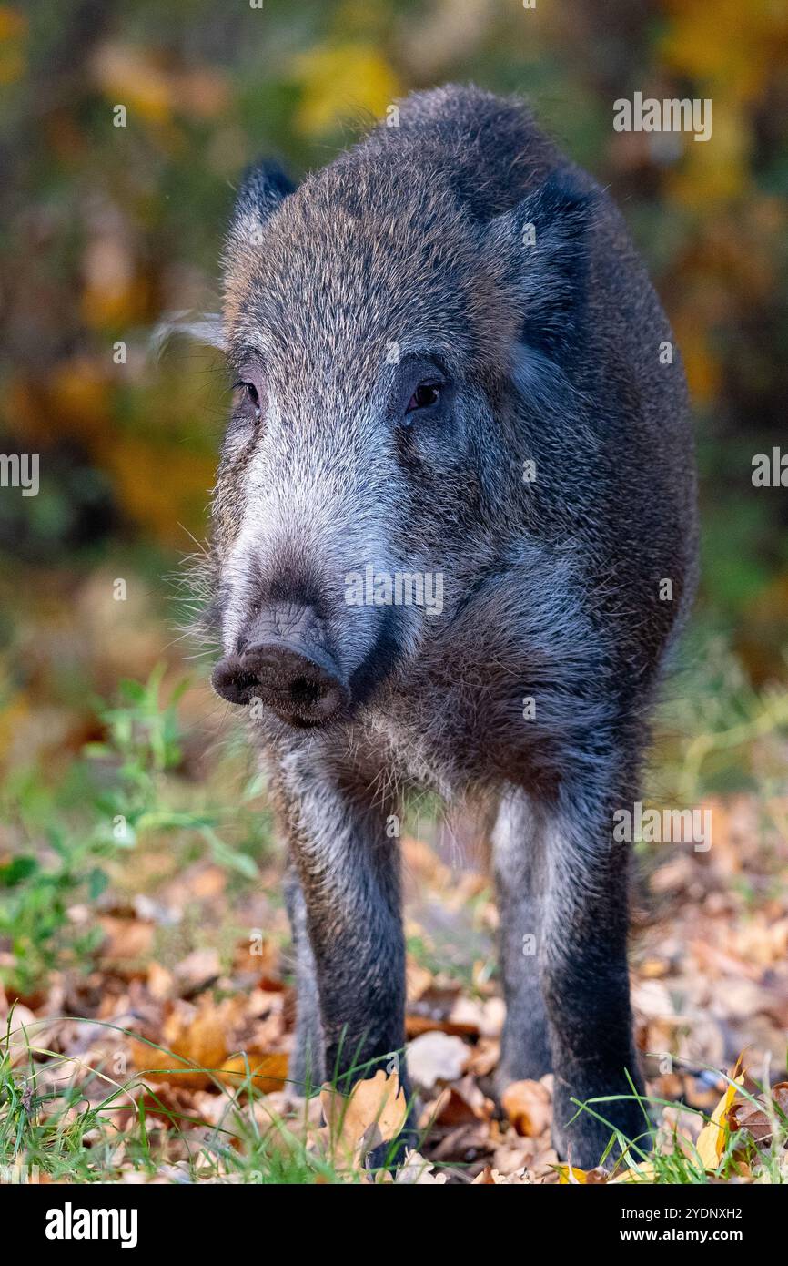 Cinghiale (Sus scrofa) nella foresta autunnale. Ritratto di un cinghiale Foto Stock